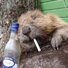 HUGE beaver